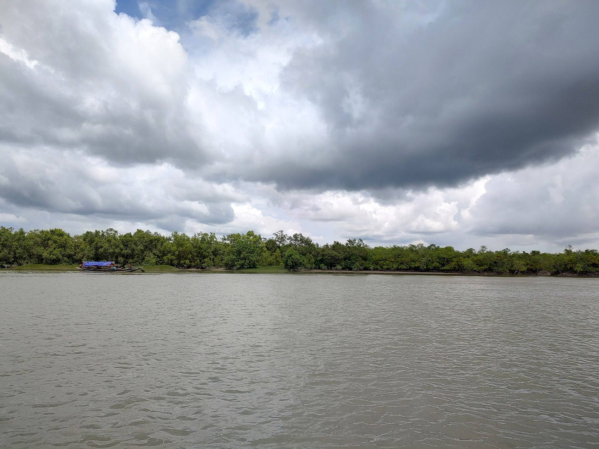 A misty morning in the Sundarbans mangrove forest, sunlight filtering through dense canopy.